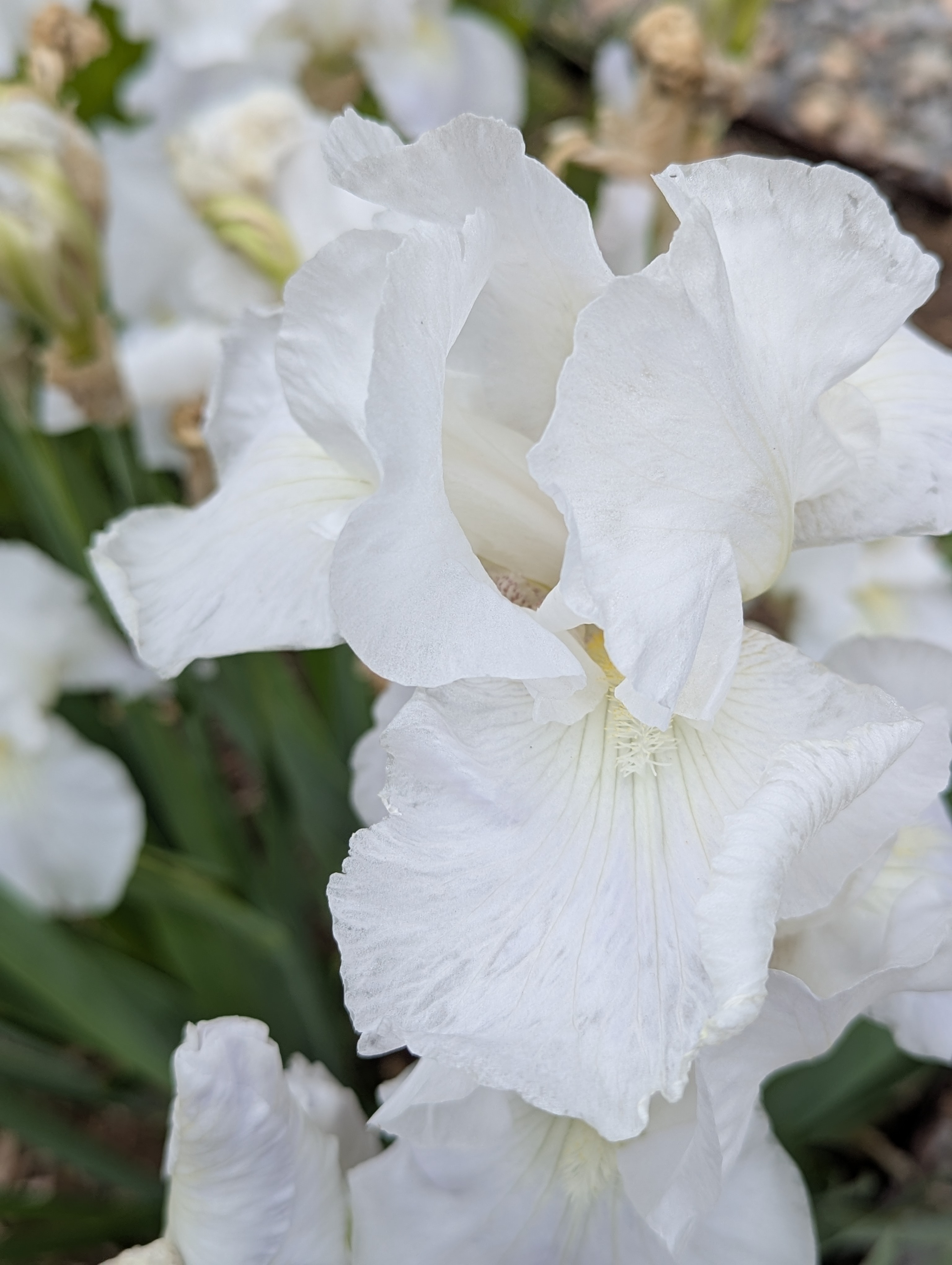 Garden, Flowers, Morrison, Colorado
